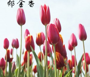 香味微膠囊（感香粉）